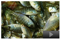 Stocking Bream and Bass: How, When, &amp; Why?