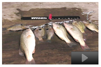 (Topic C) – When Can I Start Fishing - What and How Many Fish Can I Catch?