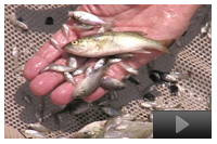 (Topic B) – Crowded With Bass