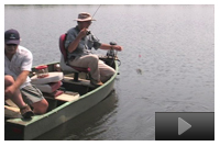 (Topic C) – Crowded With Bream