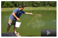 Feeding Bluegill
