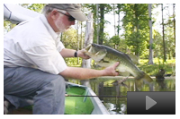 Managing for Large Bass